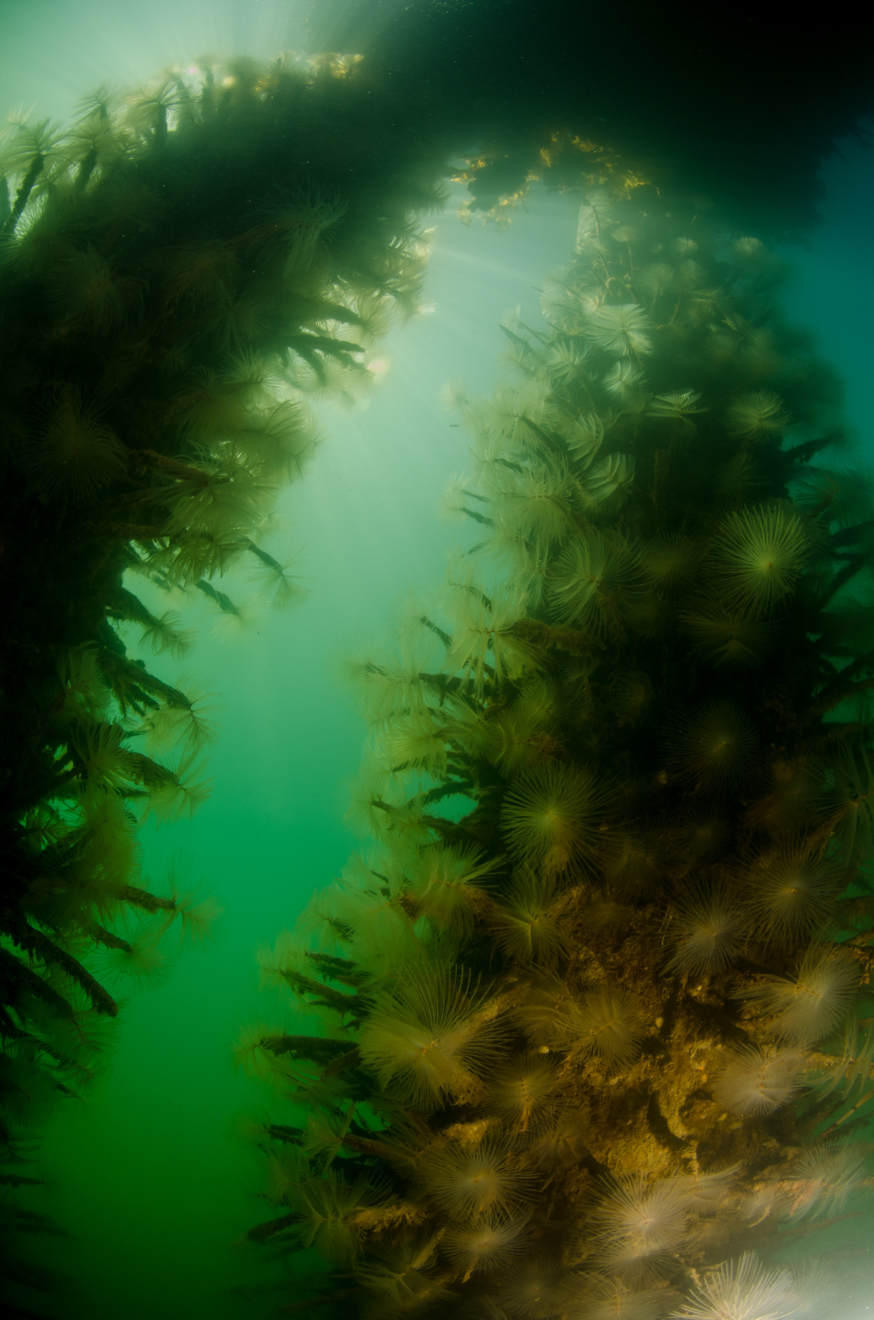 DSC_3039 – Mediterranean, fanworm, Sabella, spallanzanii, marine, pest, Auckland, underwater, crispin, nz, new, zealand, new zealand, fan, worm, marine, pest, invasive, Biosecurity
